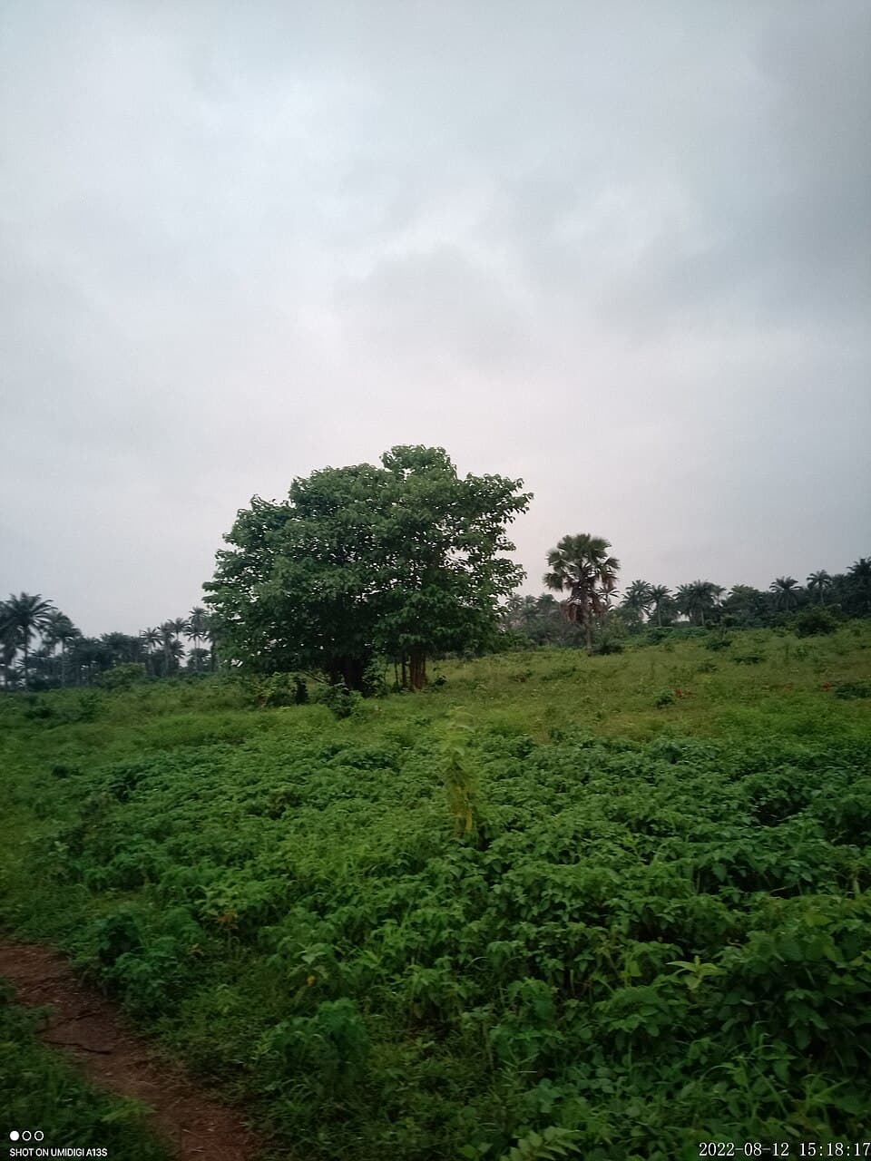 Green landscape in Iwo, Osun State